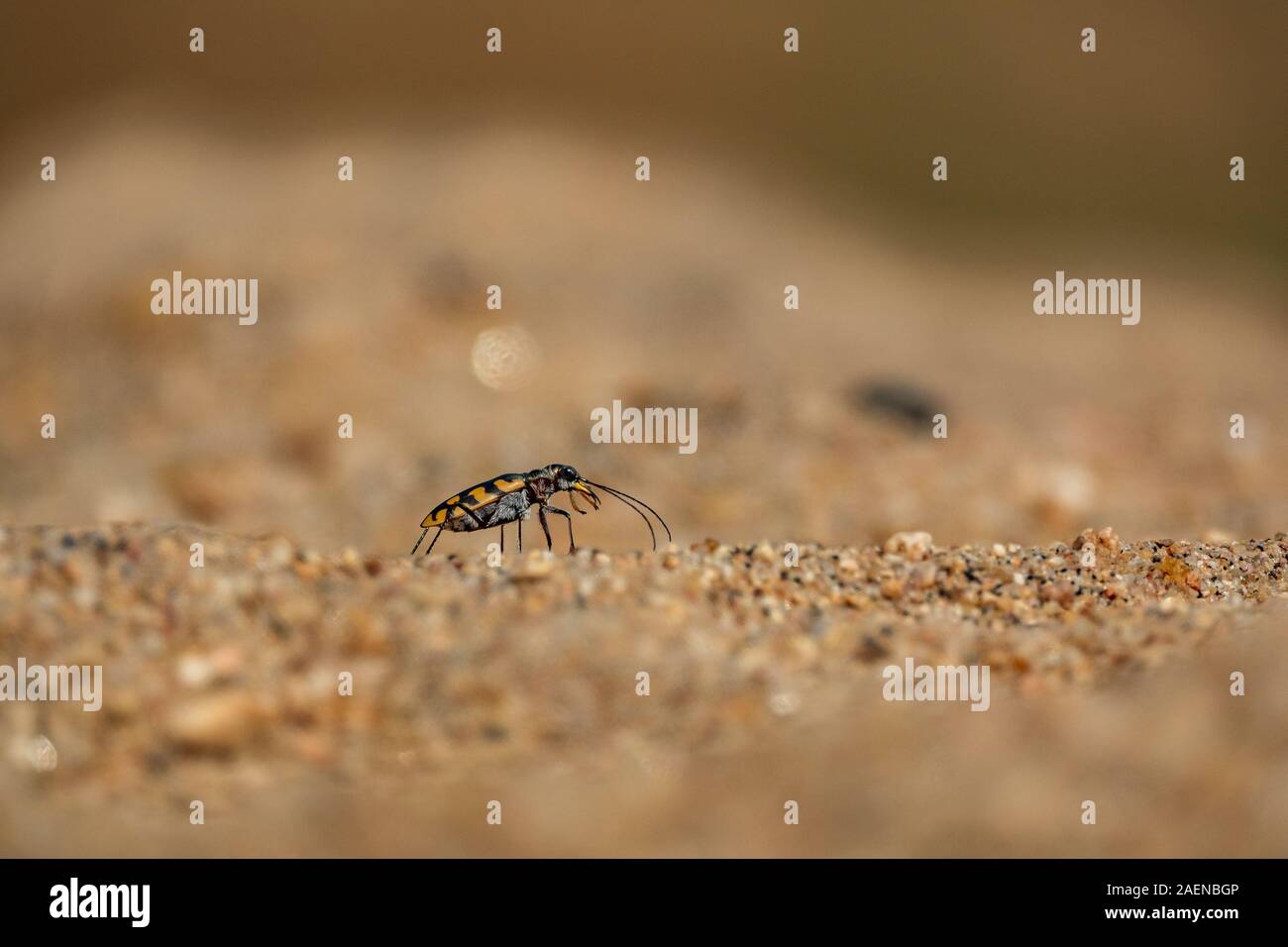 Small bug closeup macro over the sand grains Stock Photo