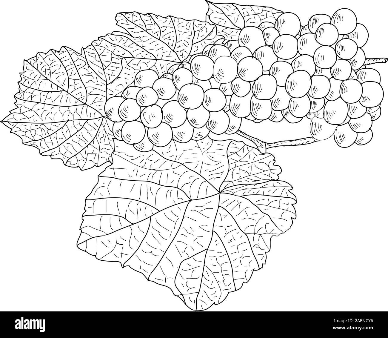 Abstract Grape Vector Grape crop Black and White Stock Photos & Images - Alamy