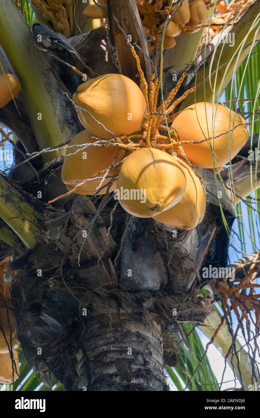 Coconuts on coconut tree.  Cocos nucifera.  Mauritius, Mascarene Islands. Stock Photo
