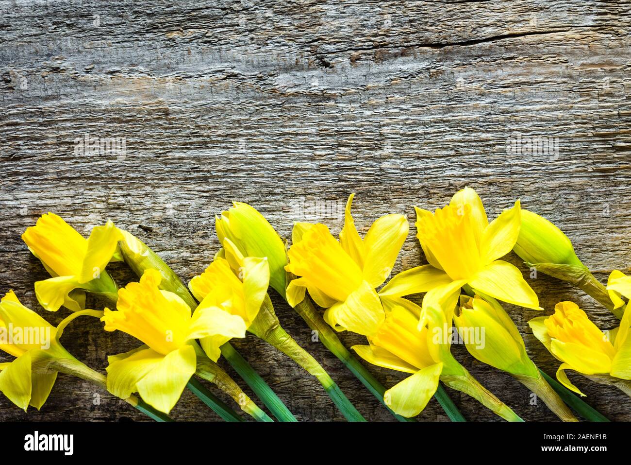 Spring backgrounds, easter card with daffodils on wood Stock Photo