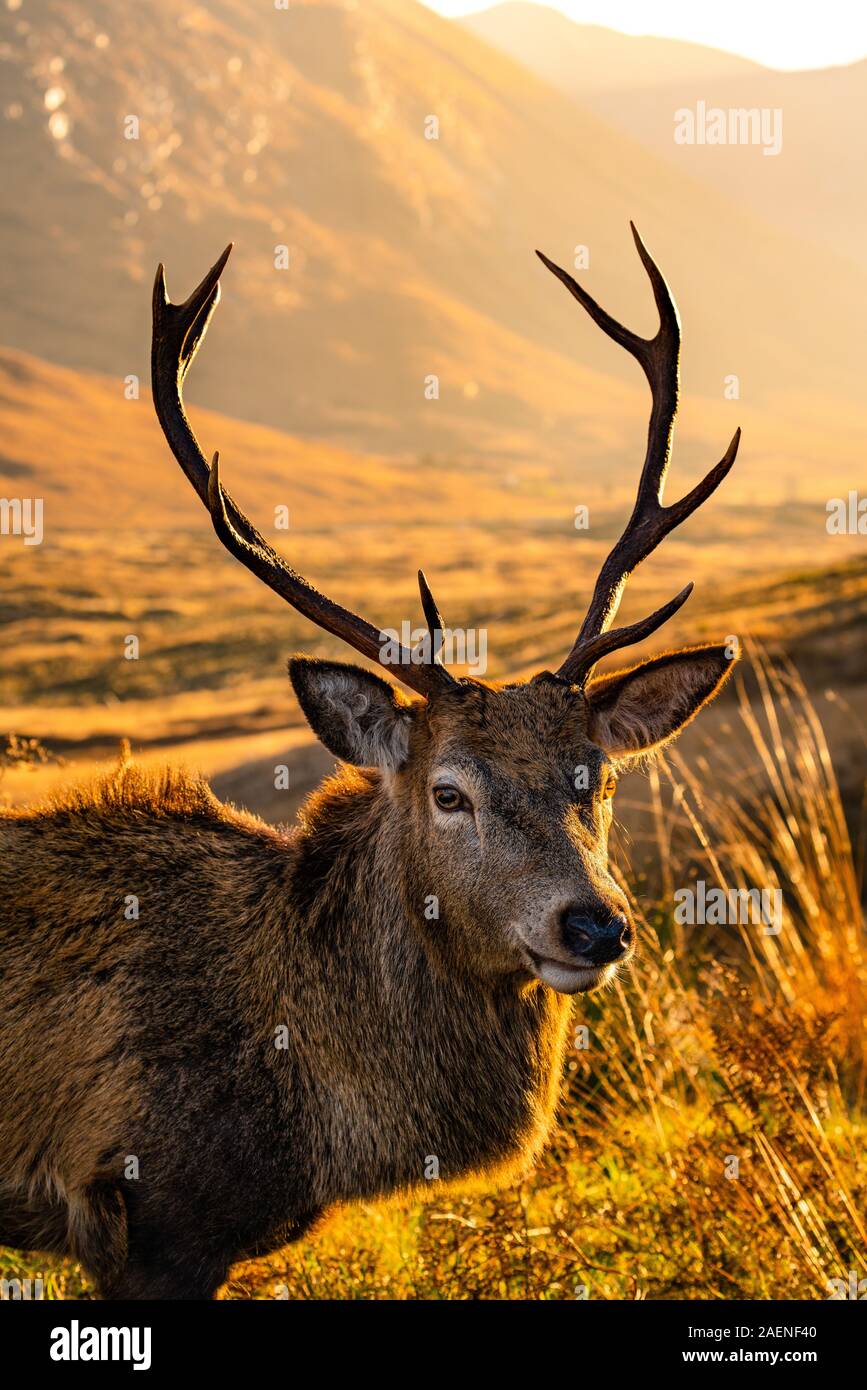 Monarch of the Glen: Red Deer Stag in Glen Etive, Scotland Stock Photo