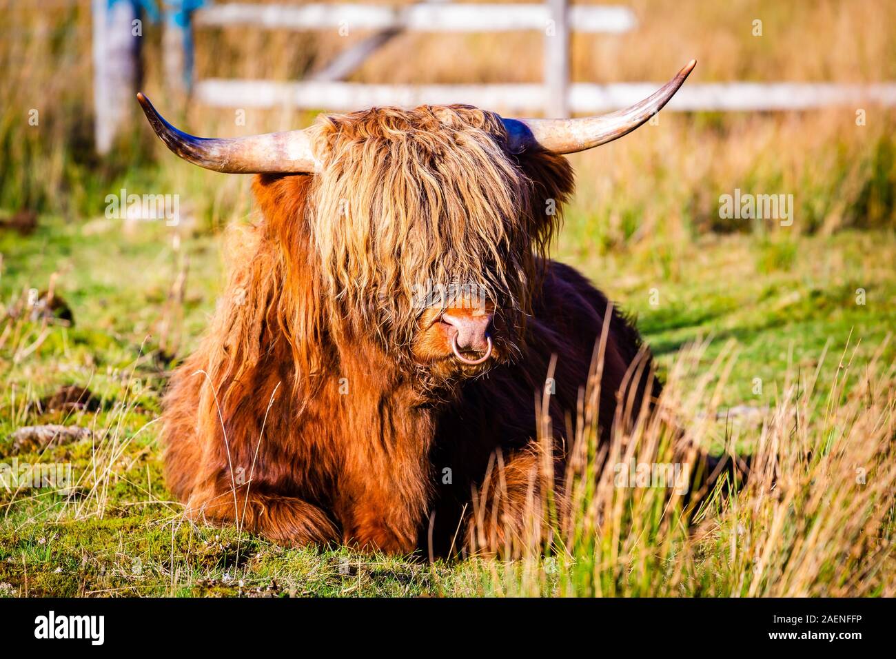 A scottish highland cow in the Highlands Stock Photo - Alamy