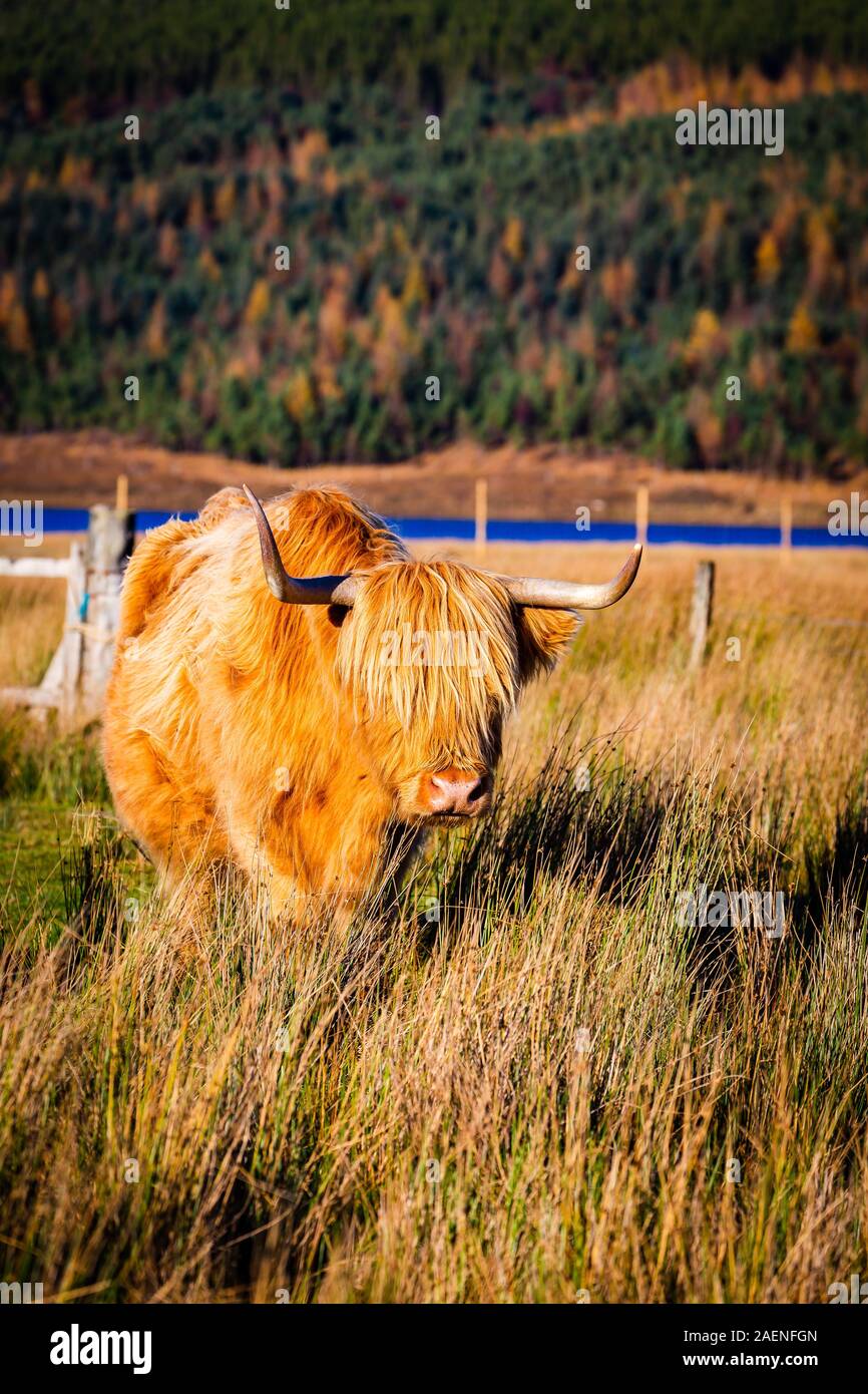 A scottish highland cow in the Highlands Stock Photo - Alamy