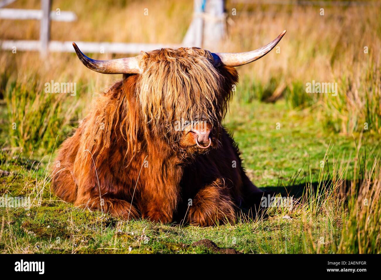 A scottish highland cow in the Highlands Stock Photo - Alamy