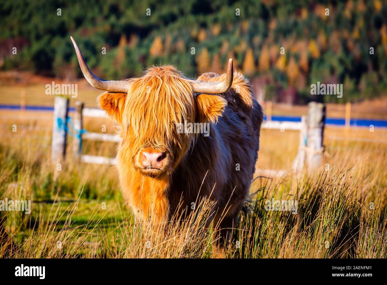 A scottish highland cow in the Highlands Stock Photo - Alamy