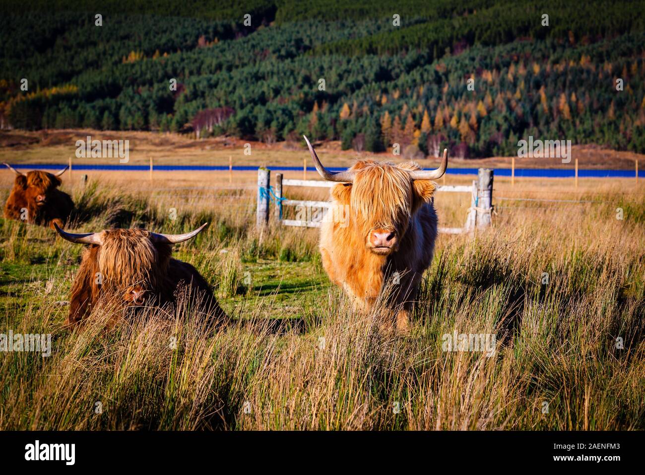 A scottish highland cow in the Highlands Stock Photo - Alamy