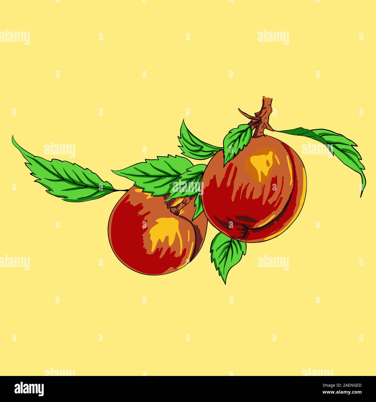 Two peaches with leaves on a branch on a light background Stock Vector