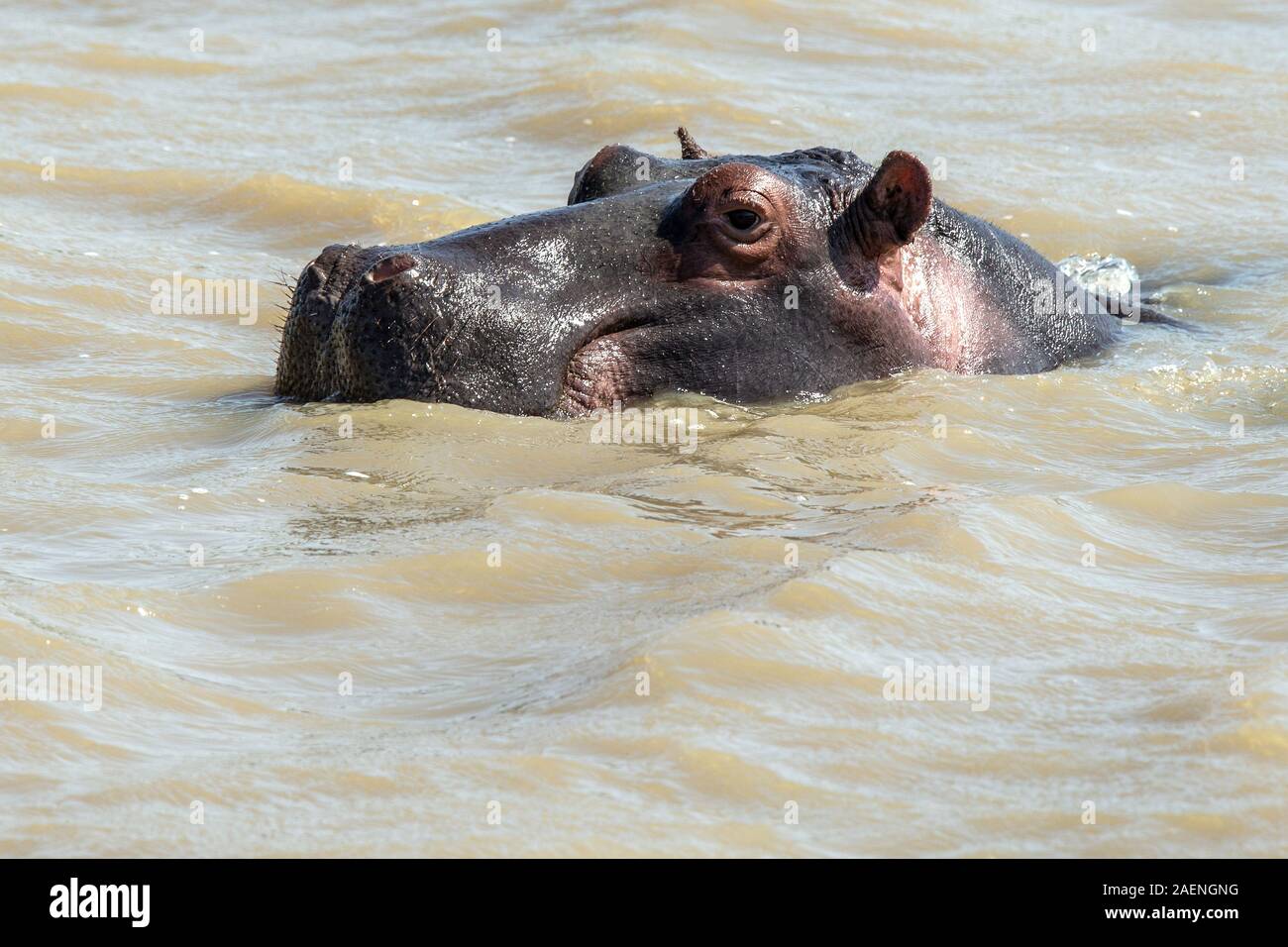 Single hippo head sticking up out of water, mouth closed. Stock Photo