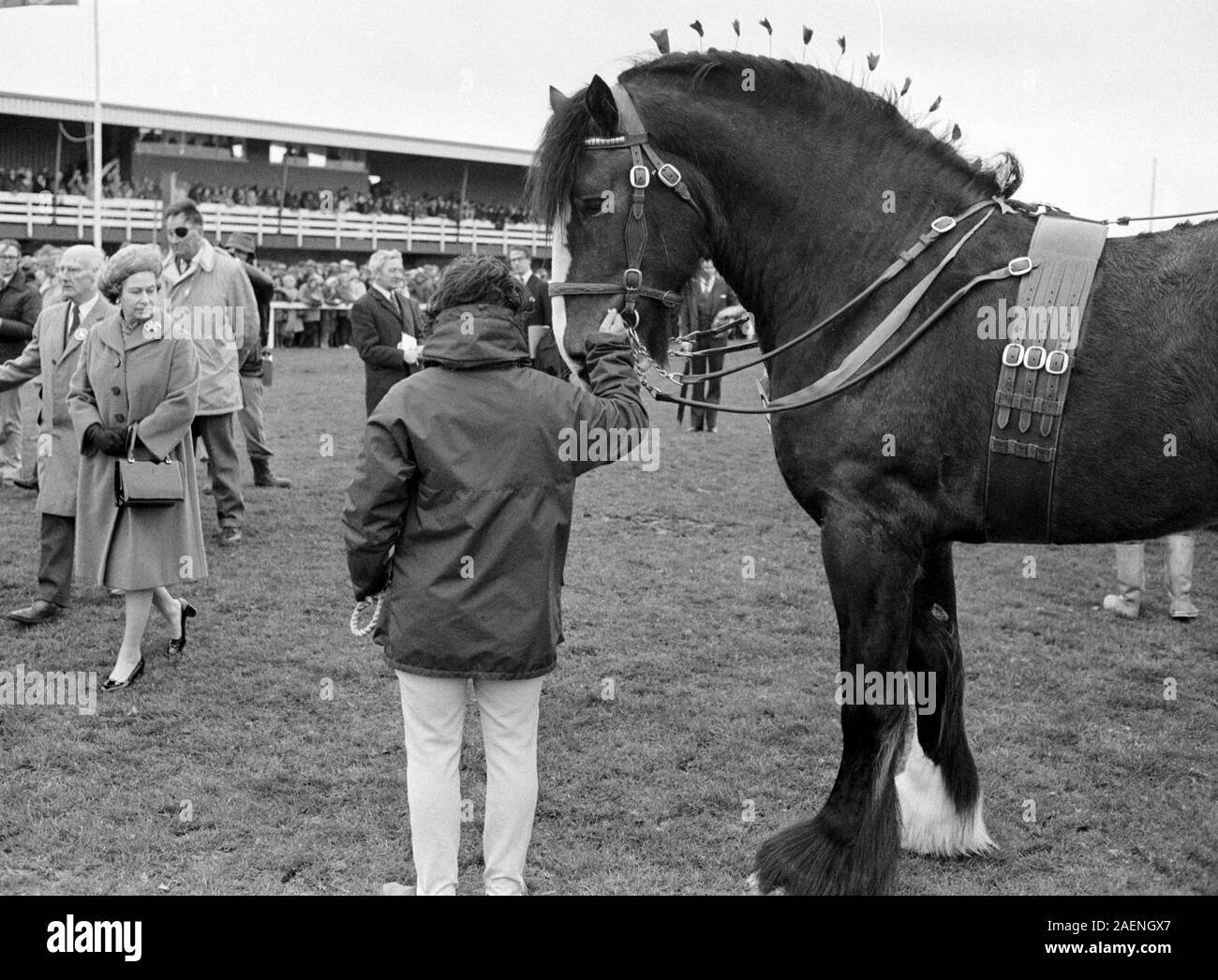 Show horse england Black and White Stock Photos & Images - Alamy