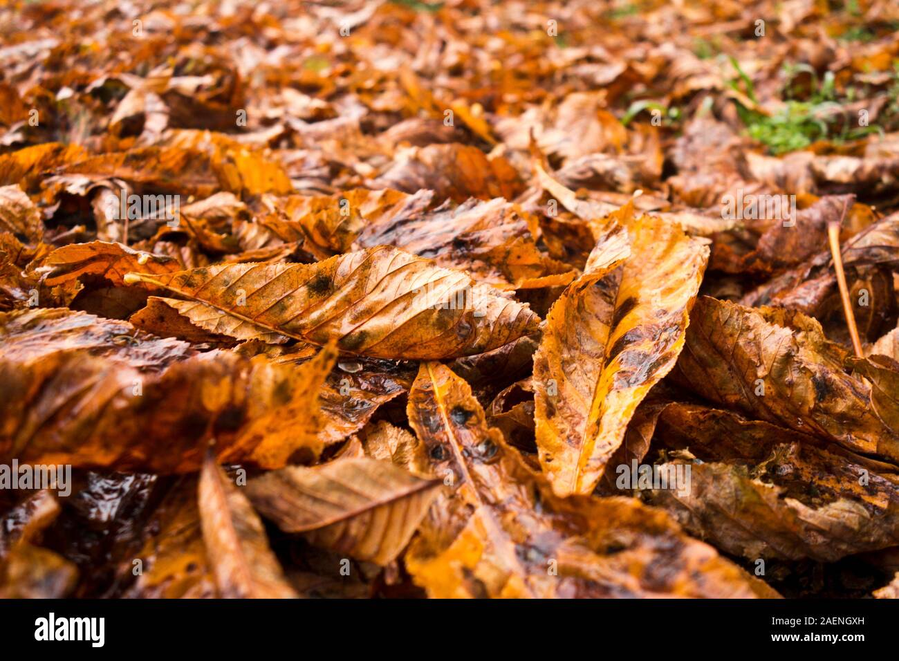 background of autumn leaves covering the ground Stock Photo