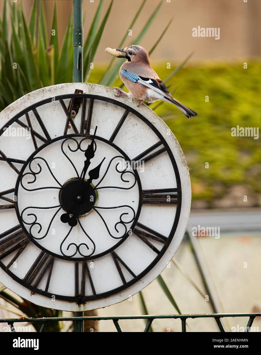 Munch time, lunch time, Jay bird feeding on monkey nut perched on clock face with Roman numerals in UK garden. unsharpened Stock Photo