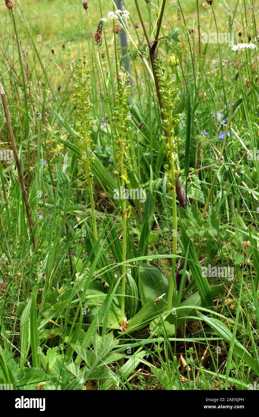 Common twayblade (Neottia ovata) three flowering orchid spikes camouflaged among downland grassland, Berkshire, May Stock Photo