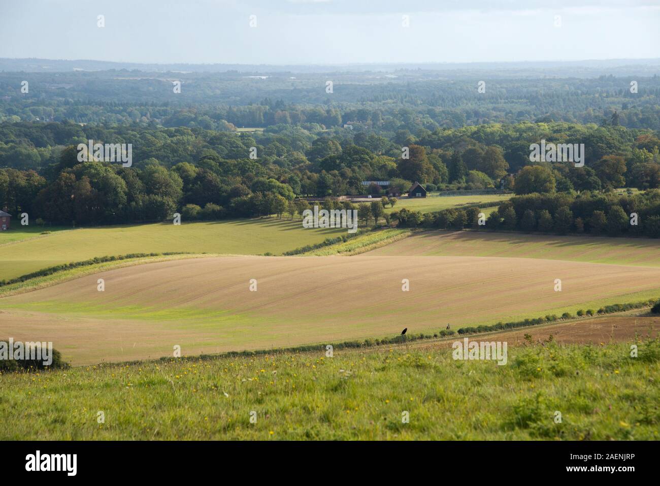 West Berkshire farmland, woodland and young autumn cereals on a fine autumn day from the North Wessex Downs, September Stock Photo