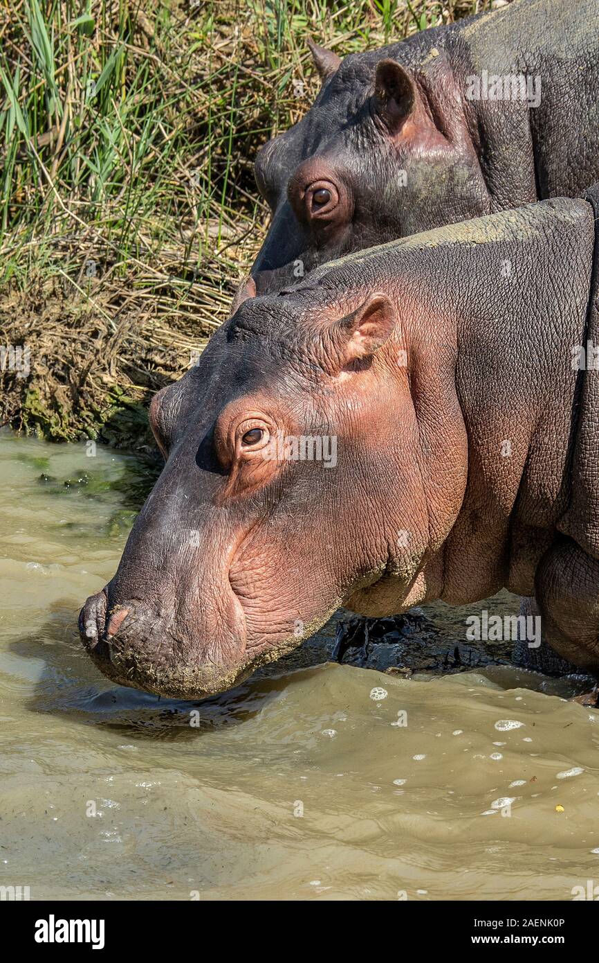 Knee deep hippo showing its whole head Stock Photo