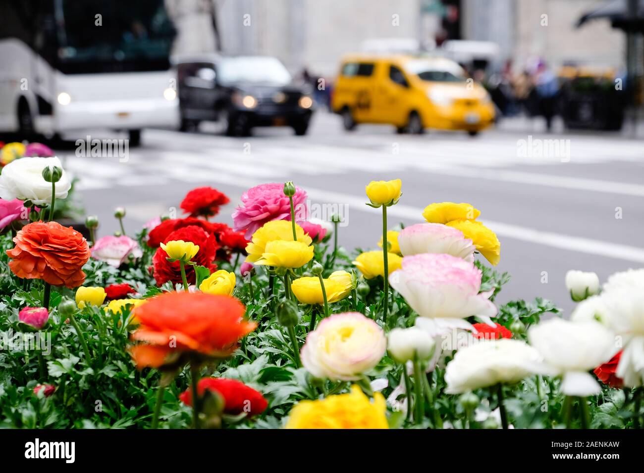 Nature struggling in a city: close up of flowers in New York with traffic in the background Stock Photo