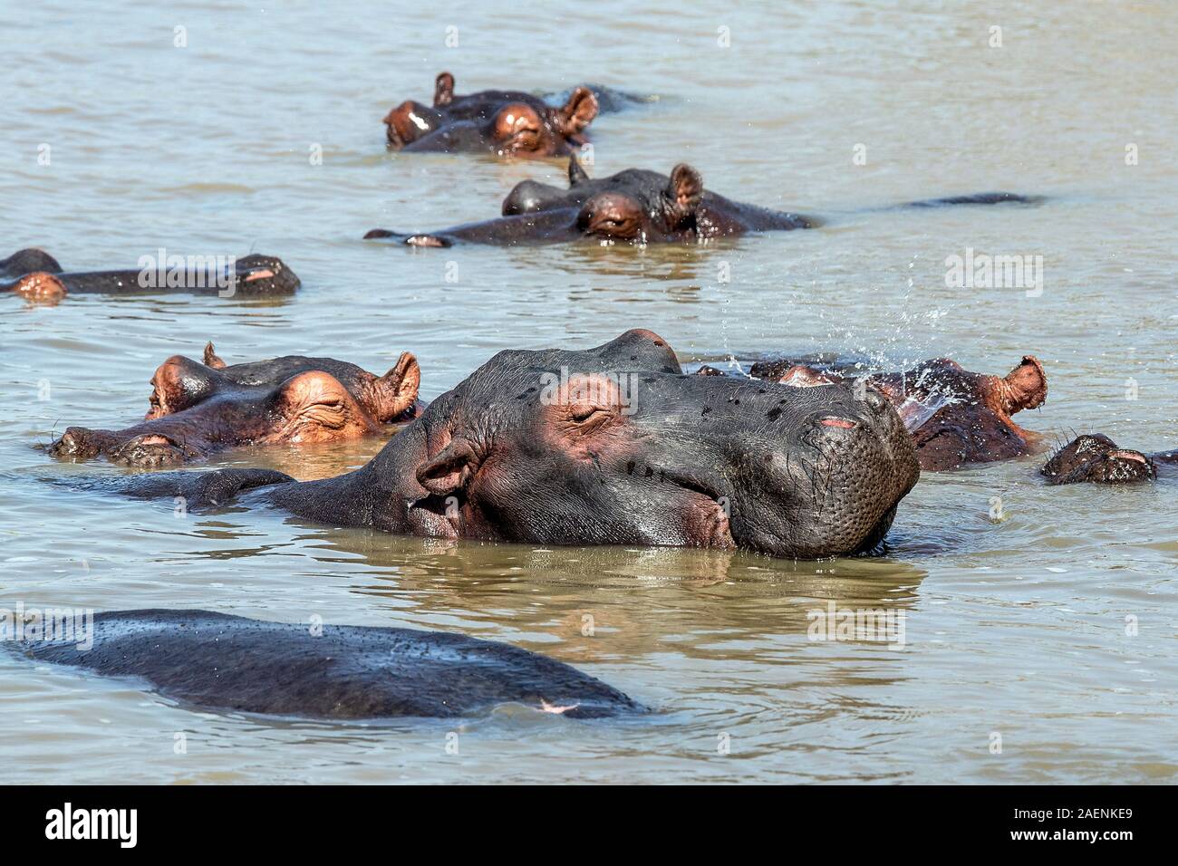Grinning hippo with its mates Stock Photo