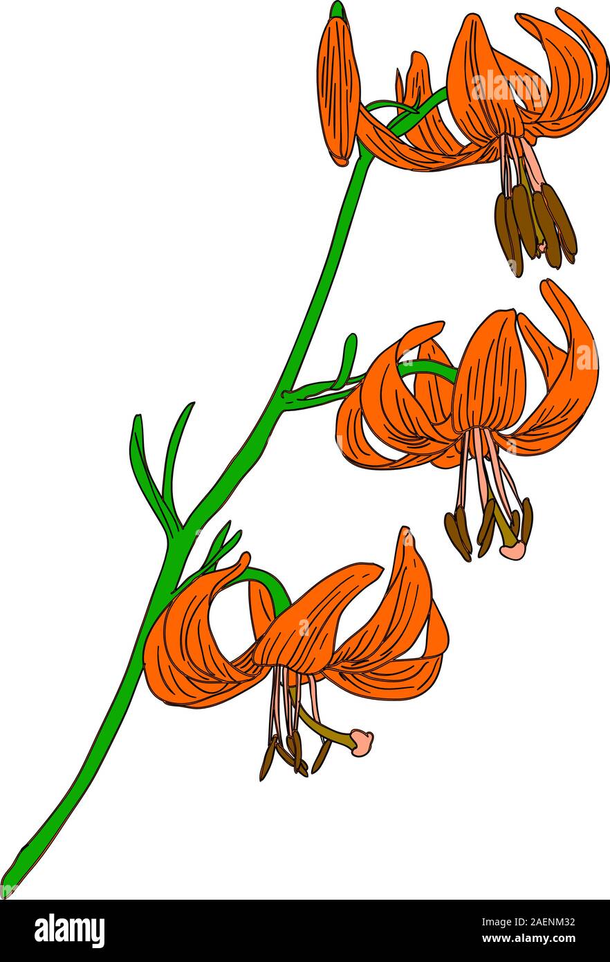 vector lily flower isolated on white background Stock Vector Image ...
