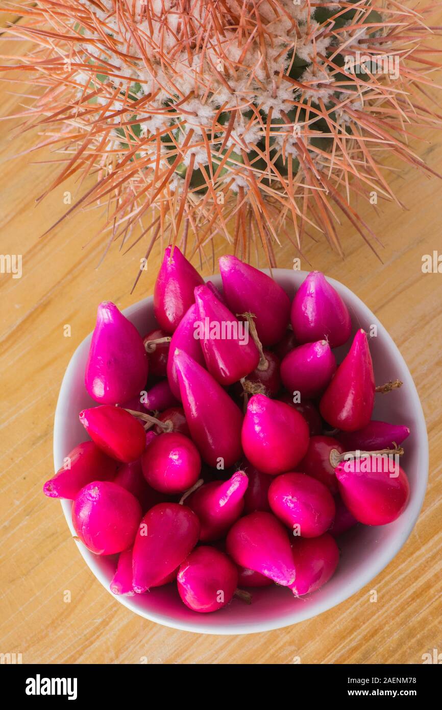 Pitiguey Pink Fruit Bowl and Melocactus Curvispinus. Vertical Stock Photo