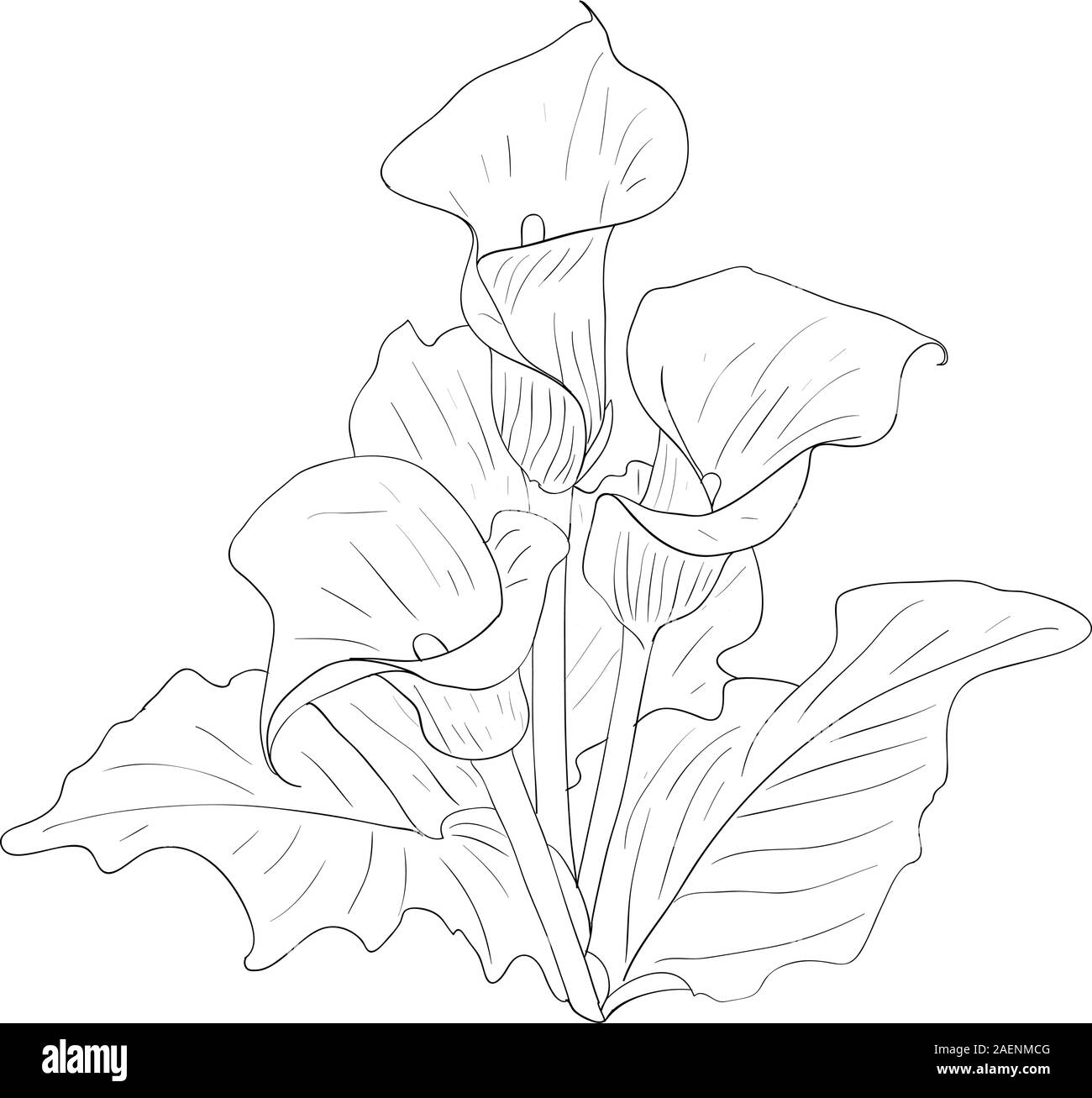 Beautiful flowers calla lilies on a white background drawn by hand ...
