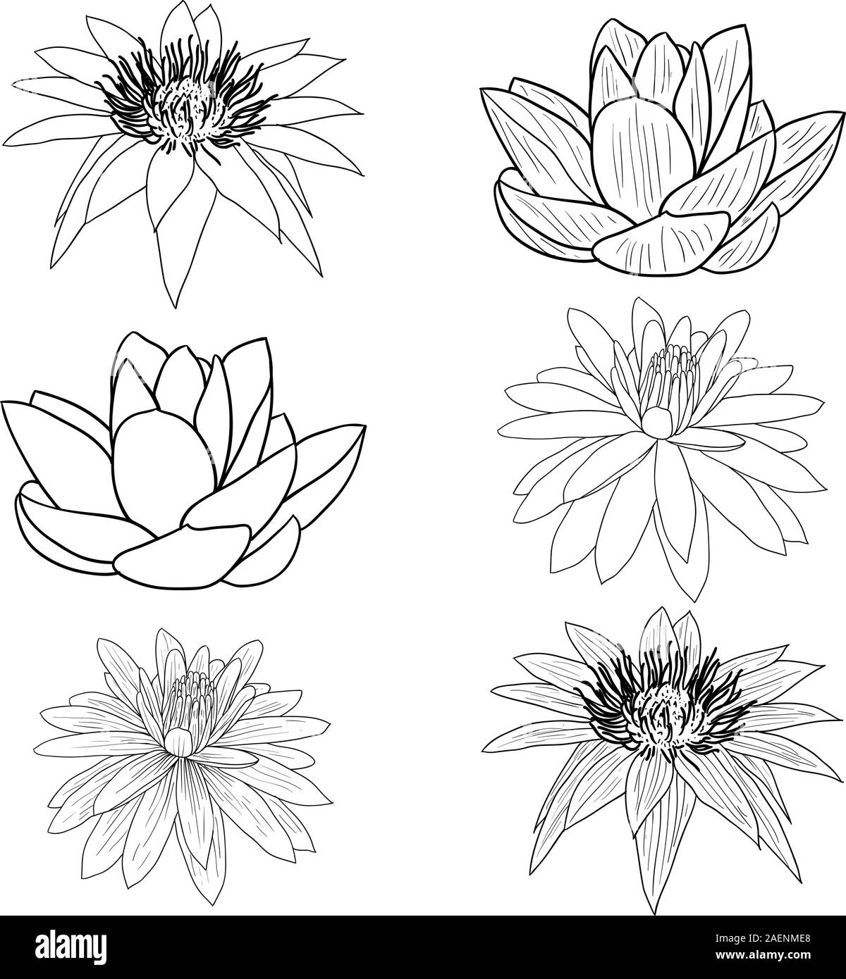 Oriental lotus - a flower Vector illustration Stock Vector Image & Art ...