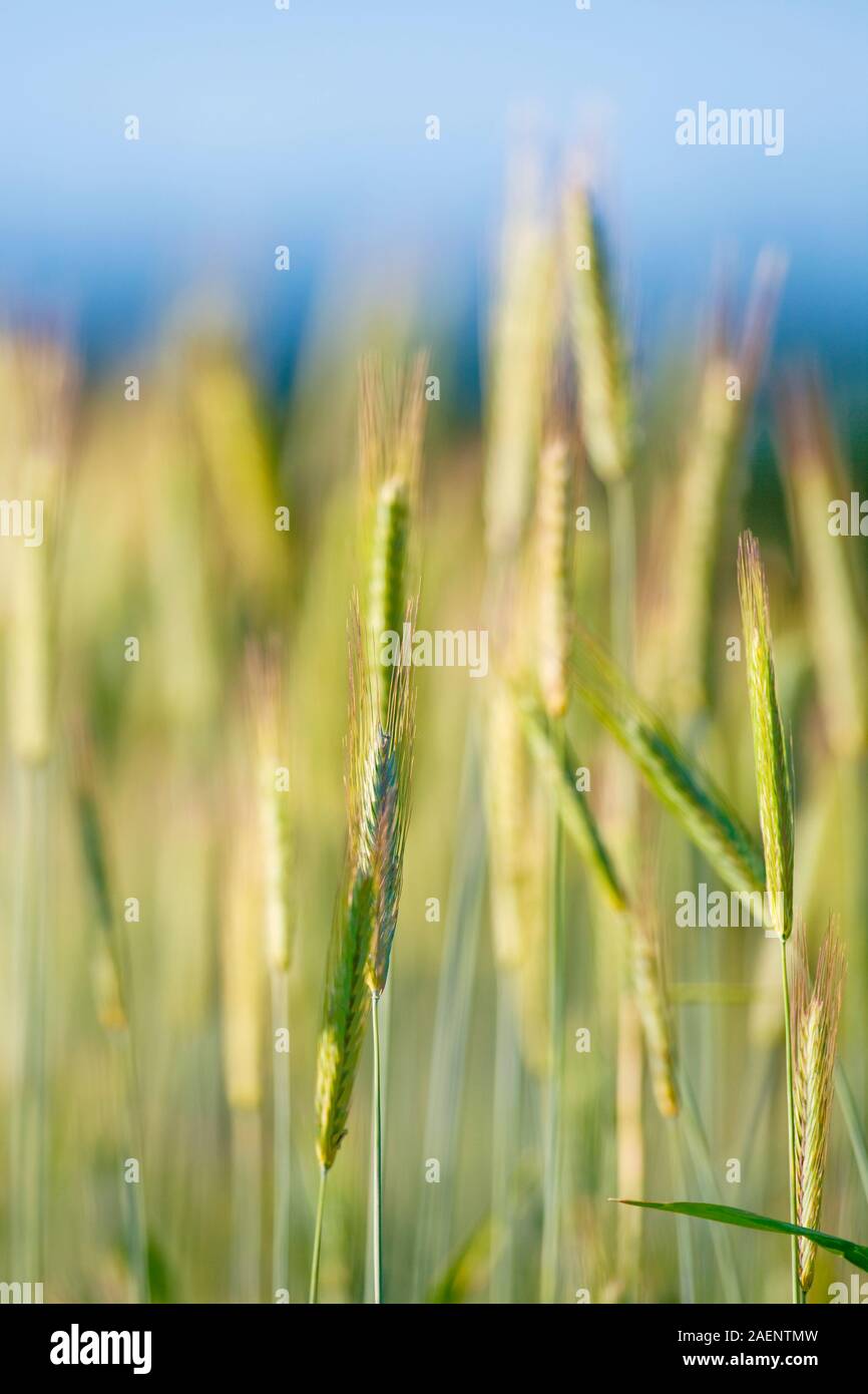 closeup of rye in a field Stock Photo