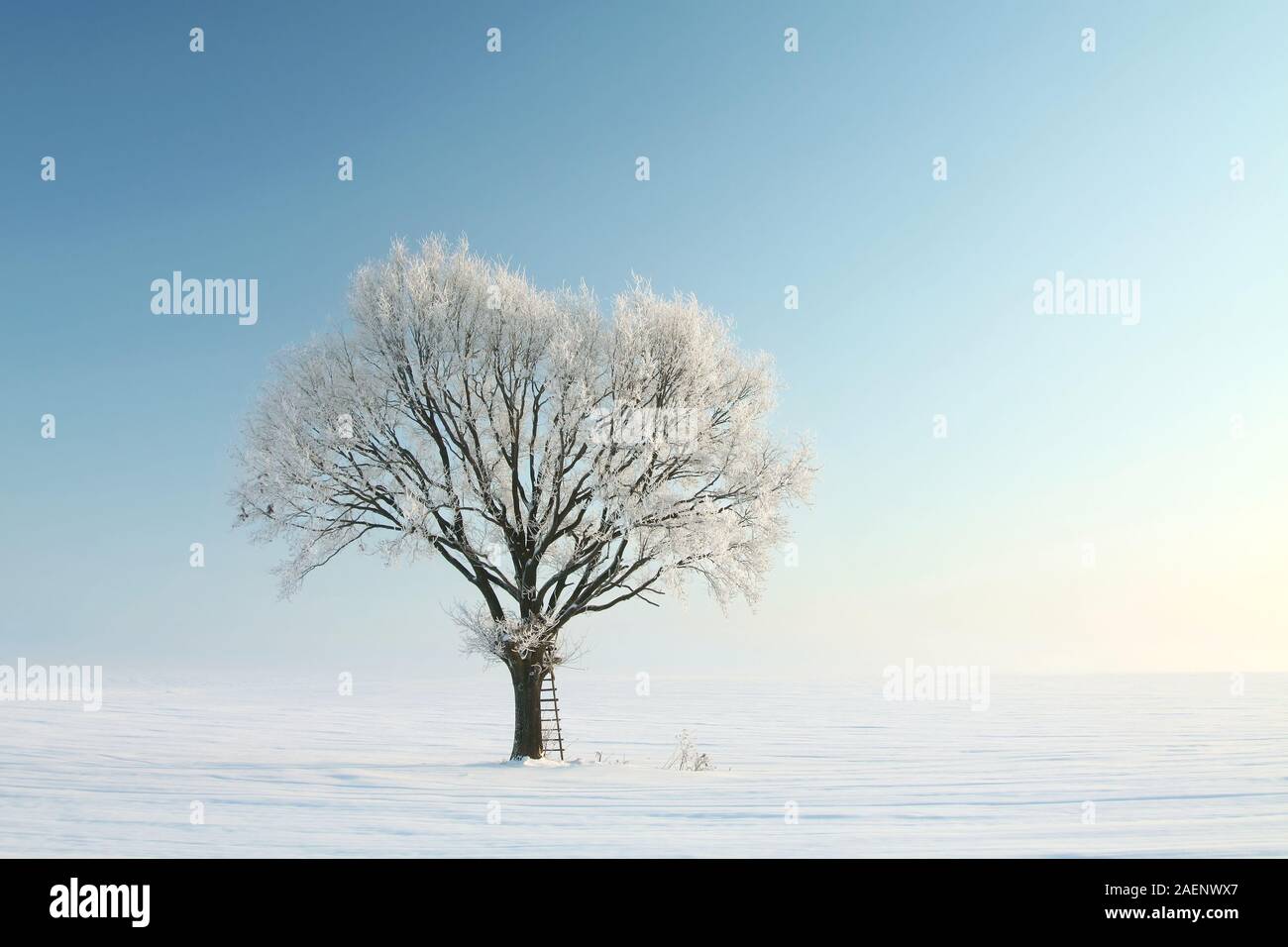 Lonely winter tree covered with frost. Photo taken using a polarizing filter. Stock Photo