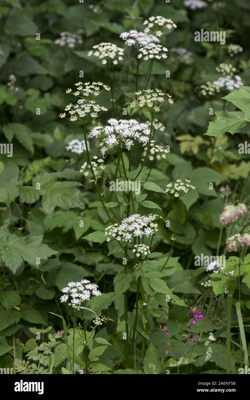 Ground elder, goutweed or bishop's weed, Aegopodium podograria, flowering plants Stock Photo