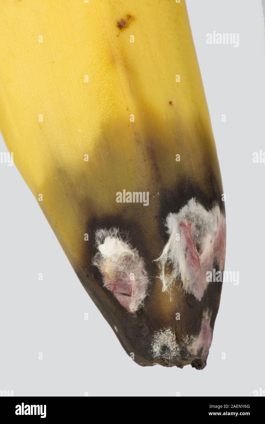 A post-harvest storage rot at the flower end of a banana fruit, pink and white mould with rotting flesh Stock Photo
