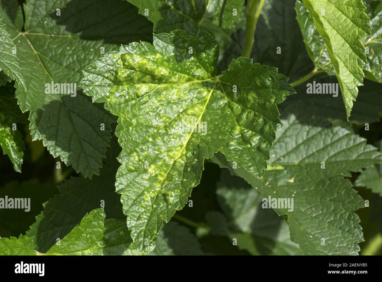 Damage to the leaves of a currant, Ribes sp., caused by currant blister aphids, Cryptomyzus