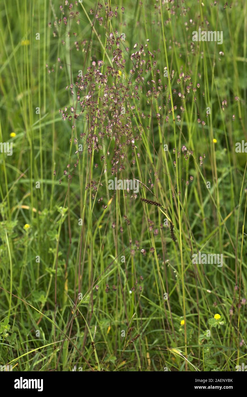 Quaking grass, Briza media, flowering in short downland pasture, Berkshire, England, UK, June Stock Photo