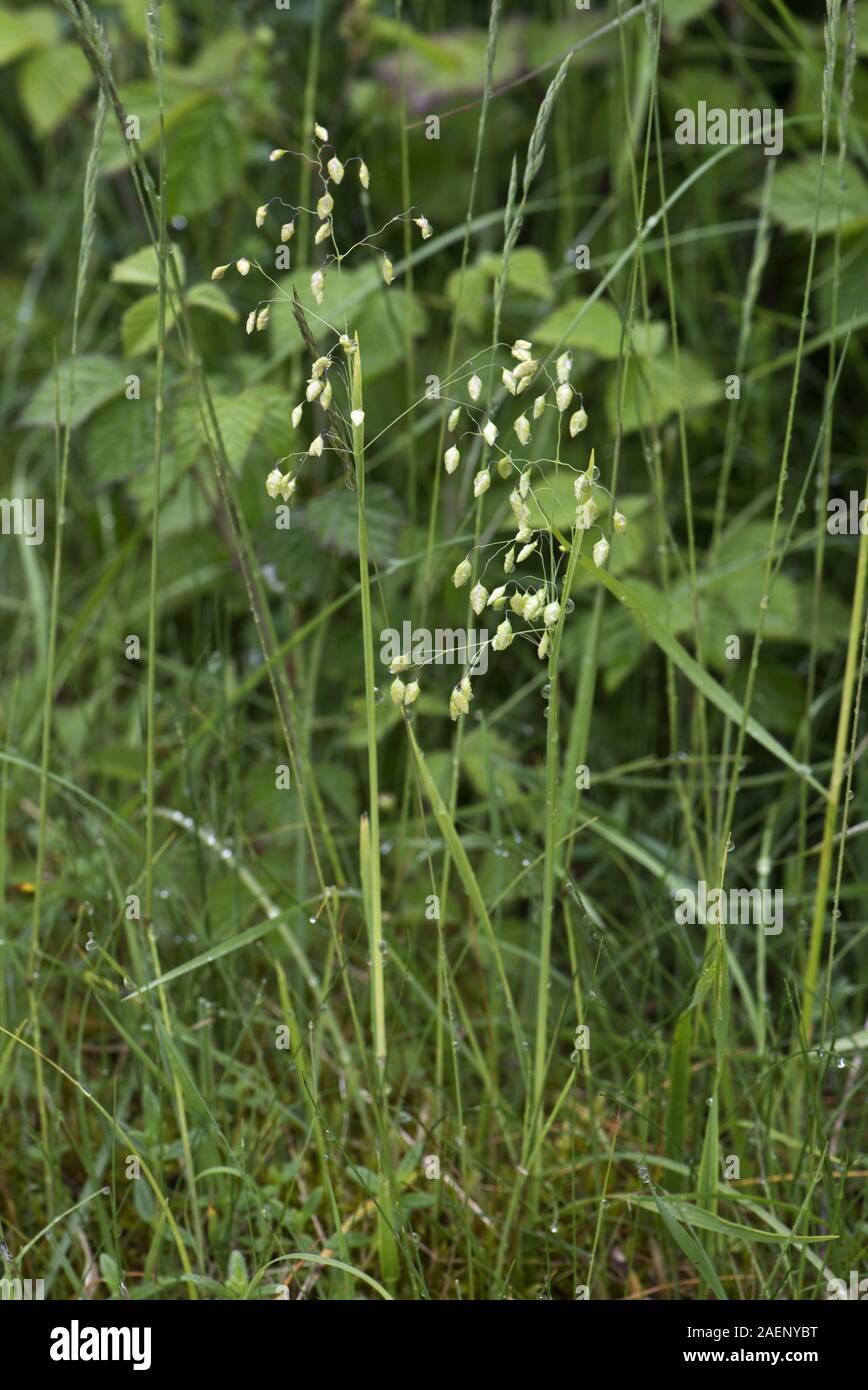Quaking grass, Briza media, seeding grass in short downland pasture, Berkshire, England, UK, May Stock Photo