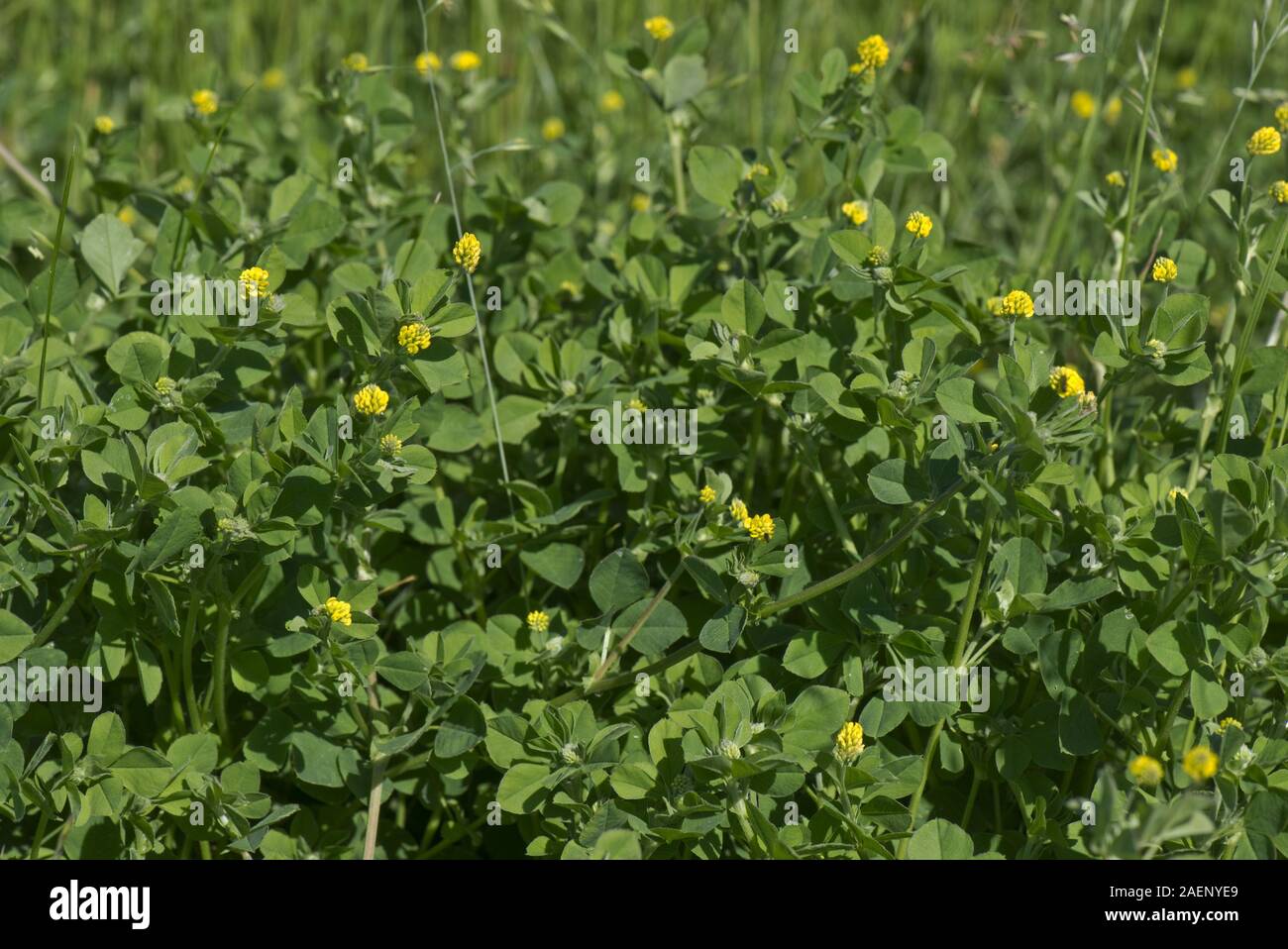 Black medick, Medicago lupulina, small clover like flowers and and trefoil leaves, Berkshire, June Stock Photo