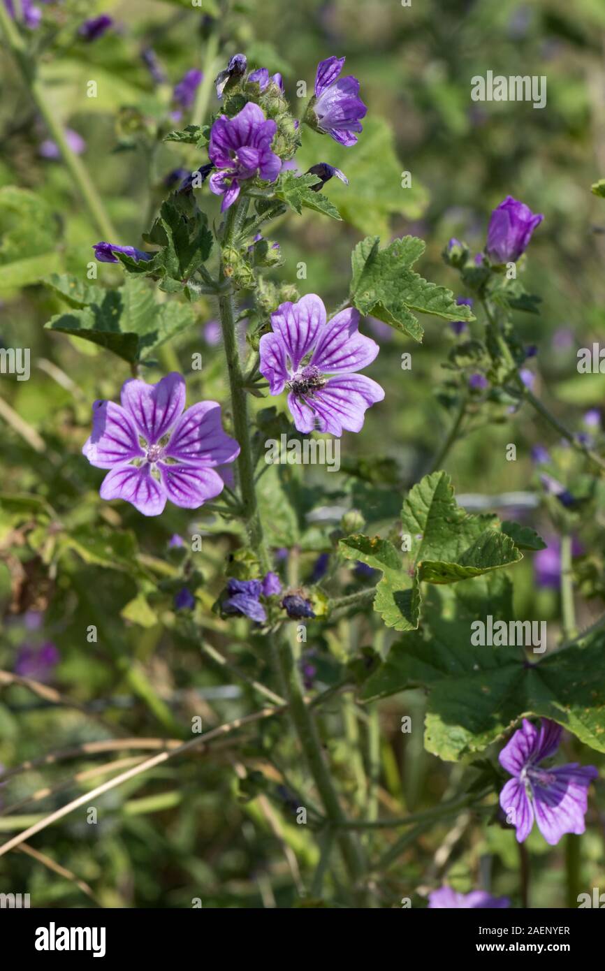 Common mallow, Malva sylvestris, deep purple lines lilac flowers with visiting insects, Berkshire, July Stock Photo