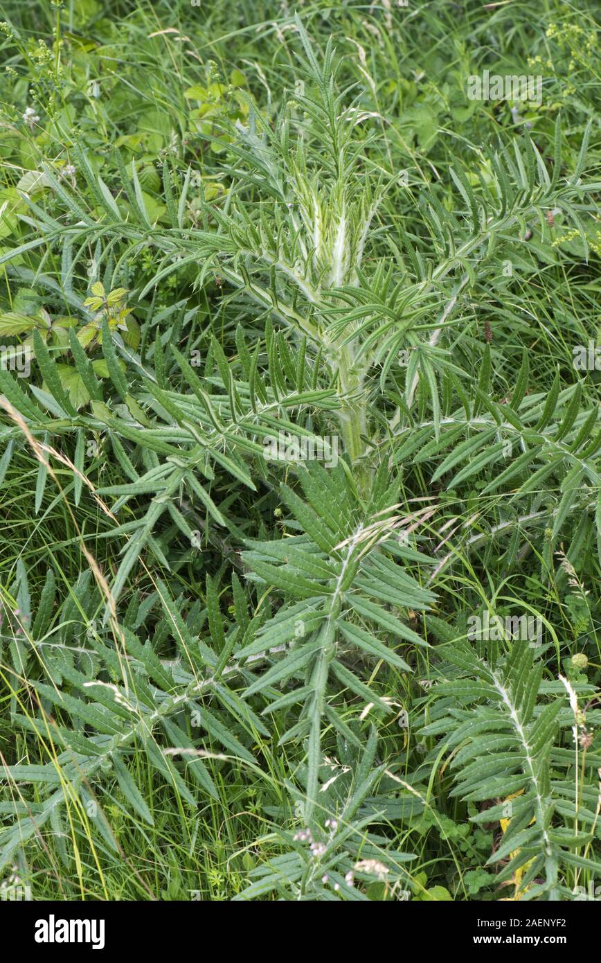 A fast growing wooly thistle plant, Cirsium eriophorum, distinctive leaves on large plant before flowering, Berkshire, June Stock Photo