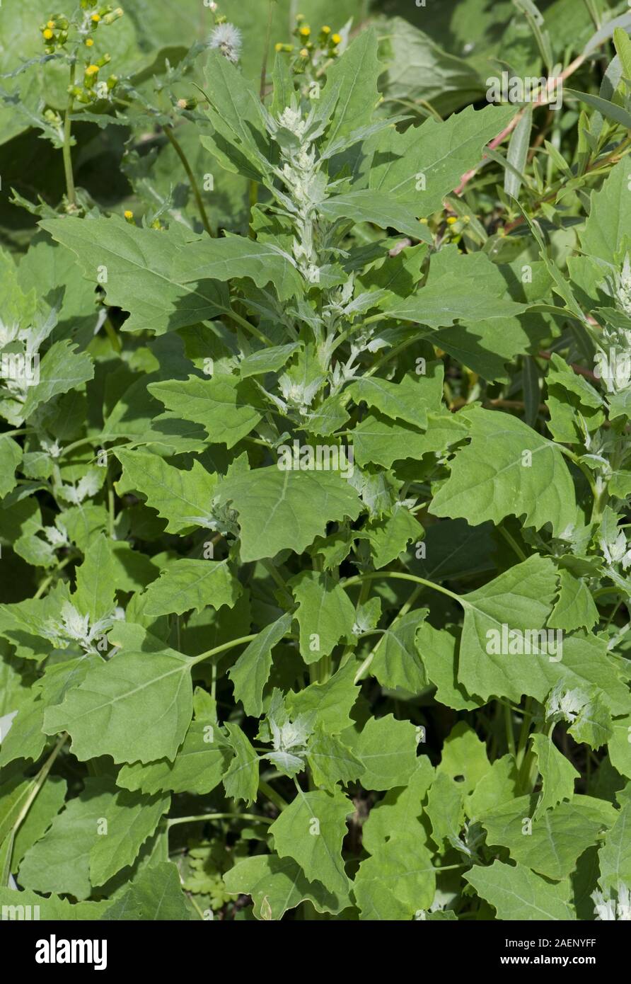 Fat hen or pigweed, Chenopodium album, plant at stem extension with early flower buds, Berkshire, June Stock Photo