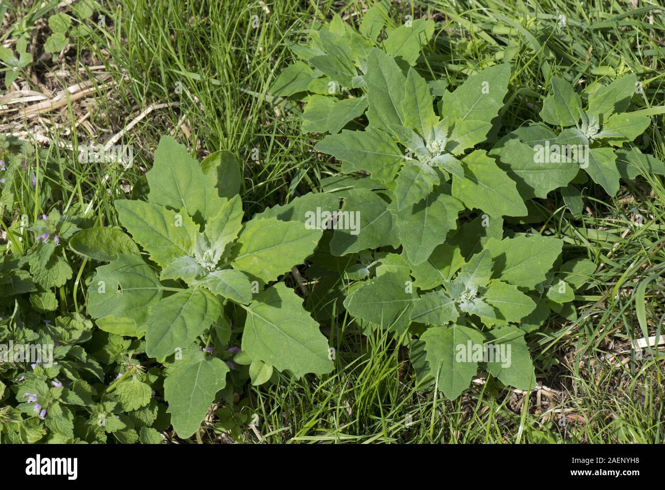 Fat hen or pigweed, Chenopodium album,young plants with young glaucous leaves, Berkshire, June Stock Photo