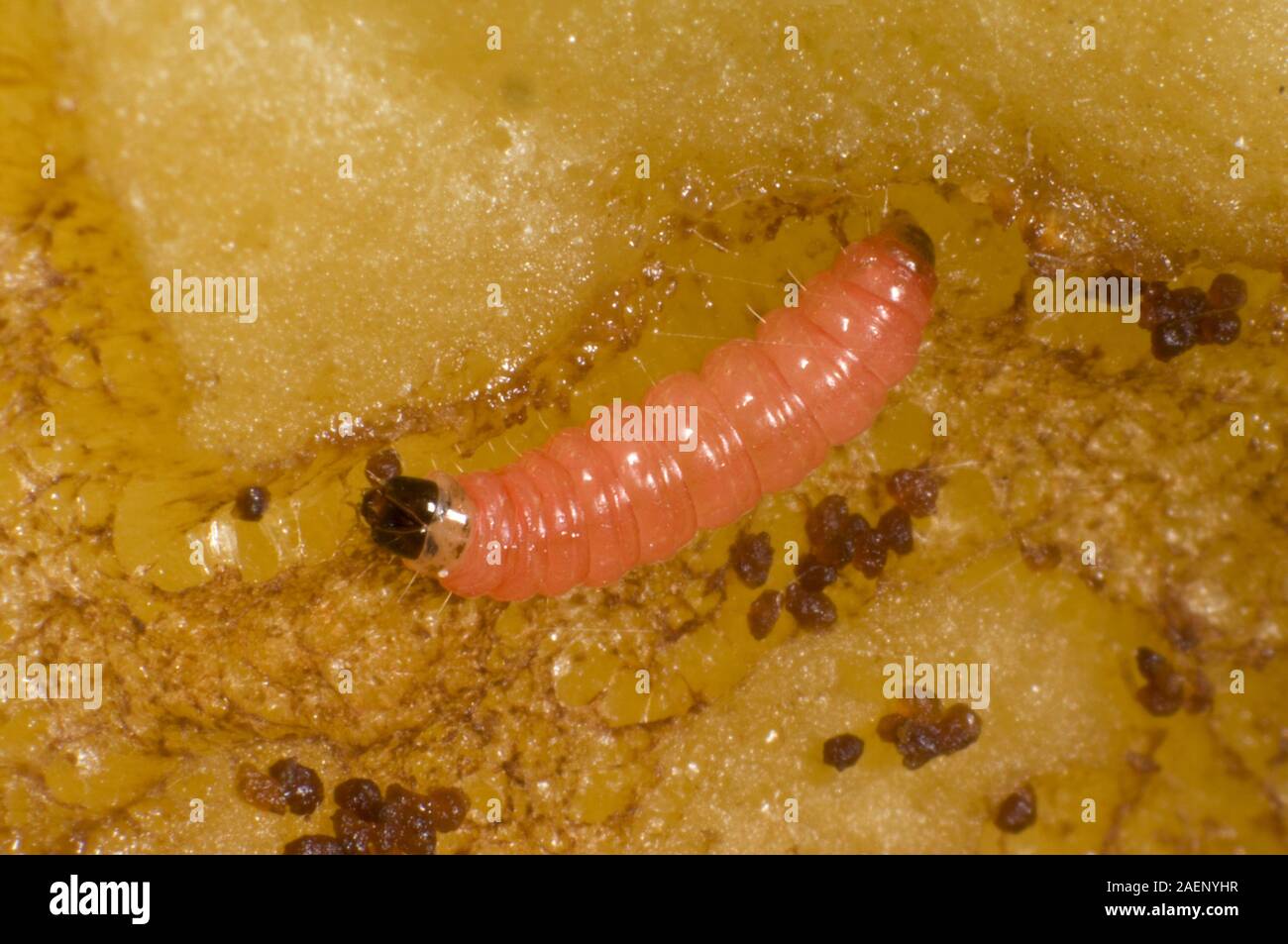 Plum fruit moth, Grapholita funebrana, caterpillar feeding on flesh of damaged ripe plum fruit, Berkshire, August Stock Photo