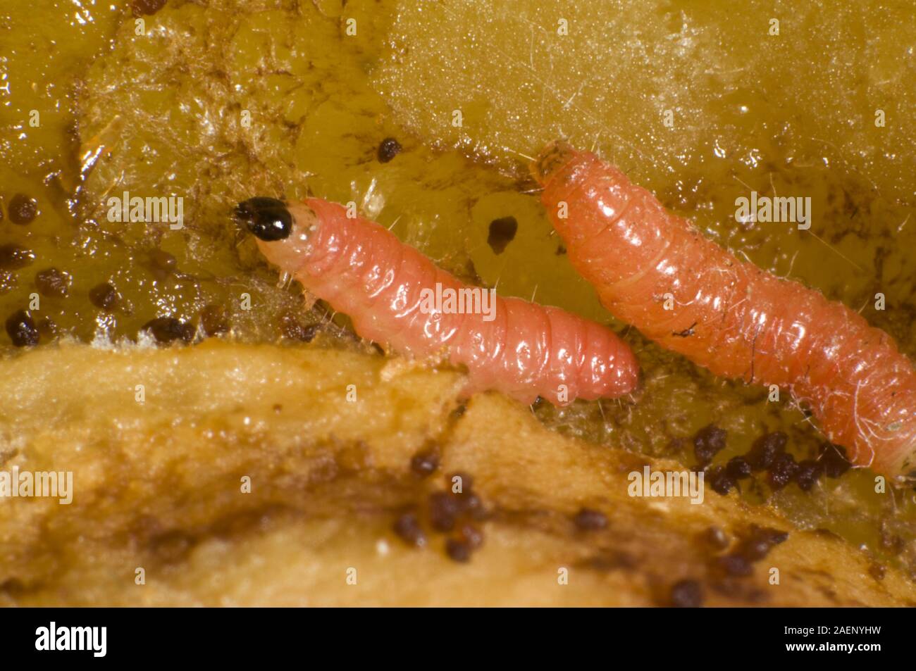 Plum fruit moth, Grapholita funebrana, caterpillar feeding on flesh of