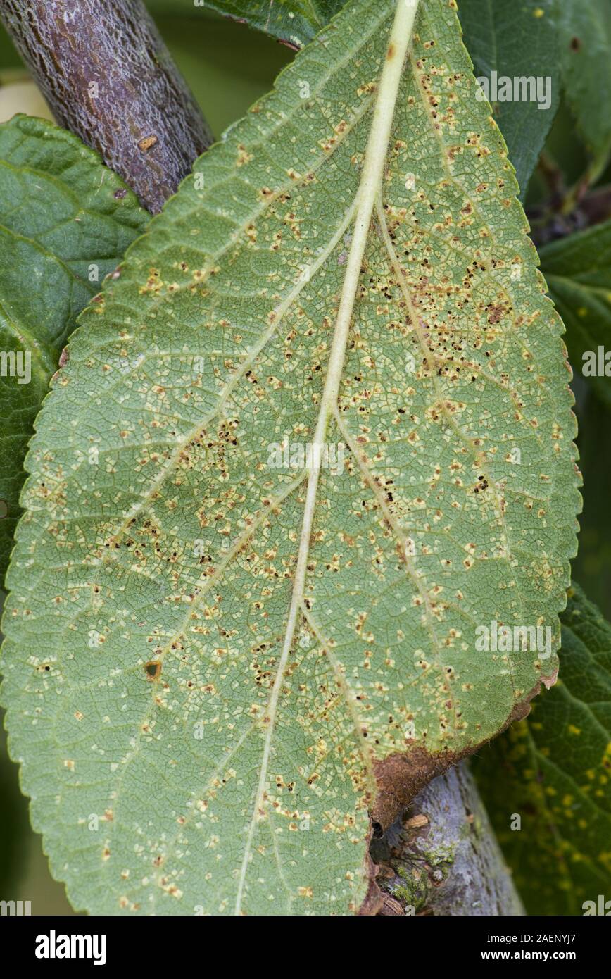 Plum rust, Tranzschelia pruni-spinosae var. discolor, pustules on the underside of a Victoria plum leaf Stock Photo