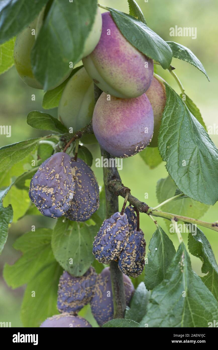 Brown rot, Monilinia fructicola, on ripe Victoria plum fruit on the tree and some gummosis, Berkshire Stock Photo