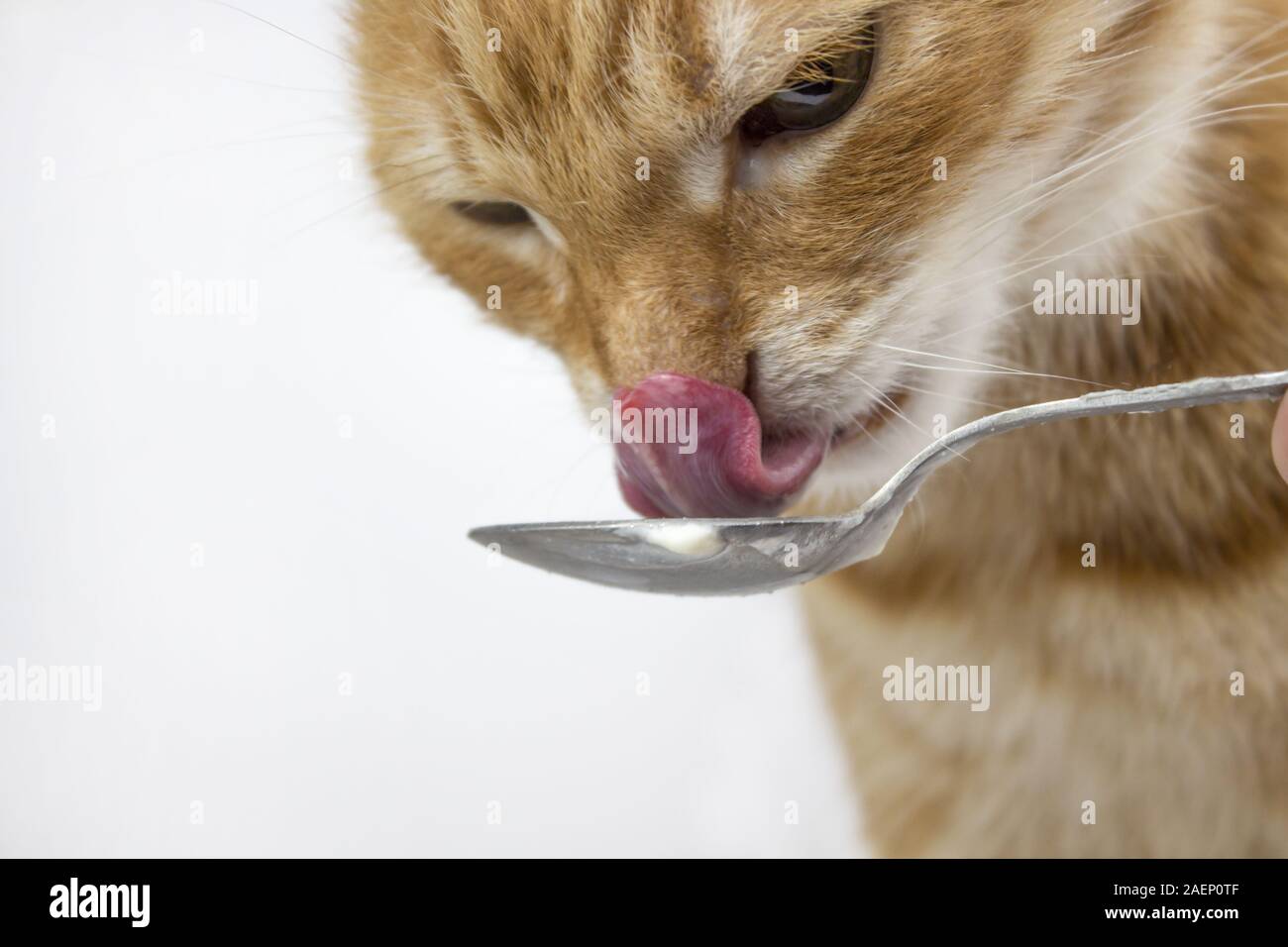 Red Cat. Pictures of cats, cute cat, drawings of cats, drawings of cats. The cat licks. Russian cat with butterfly on a white background. Isolate copy Stock Photo
