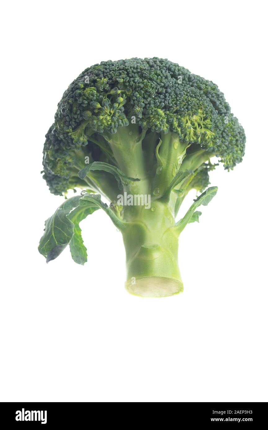Fresh organic broccoli bouquet on white background, close up with copy space Stock Photo