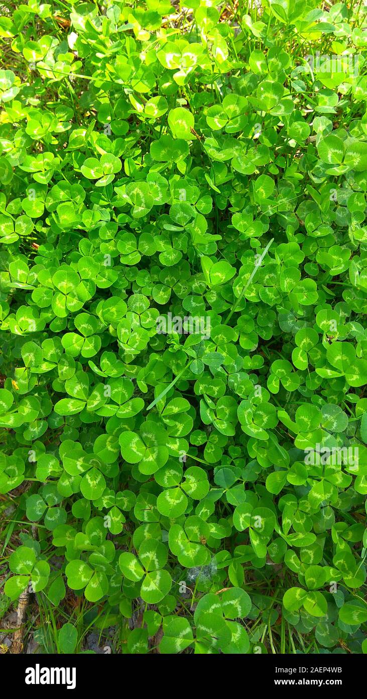 Green clover leaves. Natural vertical background. Top view Stock Photo