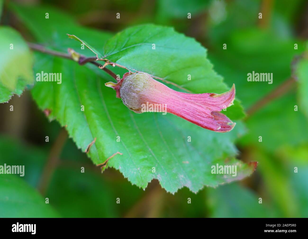 Fresh hazelnuts growing on a tree Stock Photo Alamy