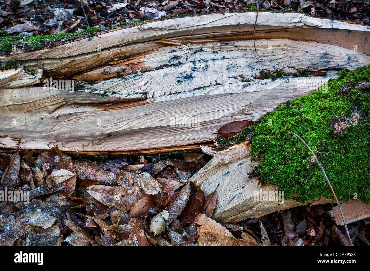 Split tree trunk in Ecclesall Woods, ancient woodland in Sheffield ...
