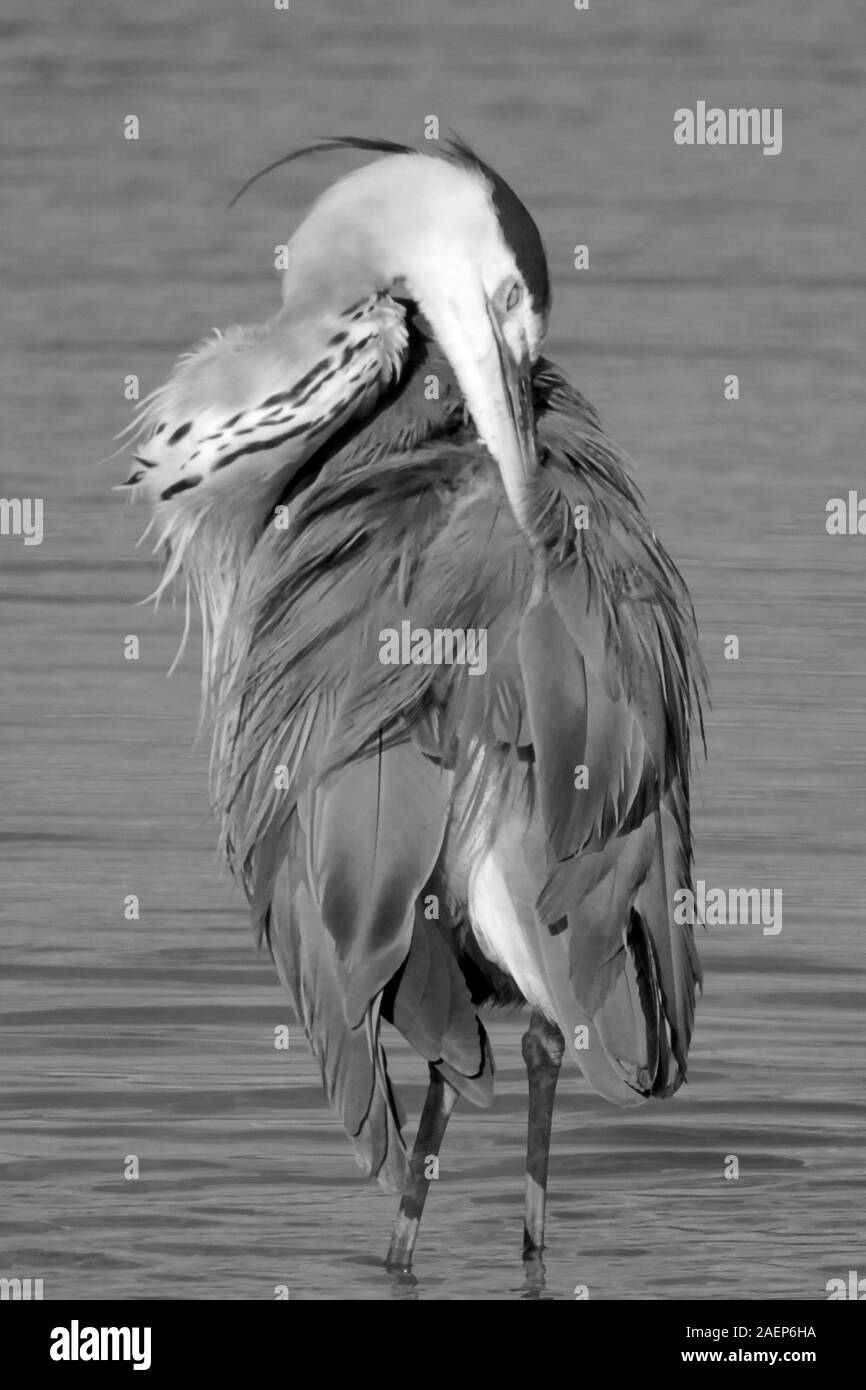 Grey Heron (Ardea cinerea) Preening in the Water at Bowling Green Marsh, Topsham on a Summers Evening. Exeter, Devon, UK. Stock Photo