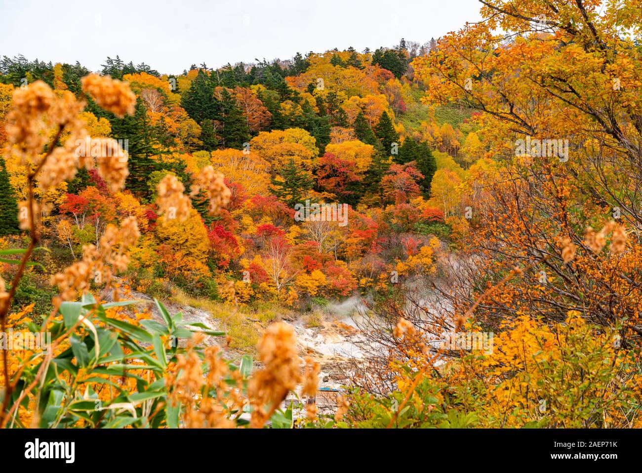 Scenic landscape of the colorful foliage of autumn mountain in Fuke no Yu Onsen with the white steam flow over the valley in Towada Hachimantai Nation Stock Photo