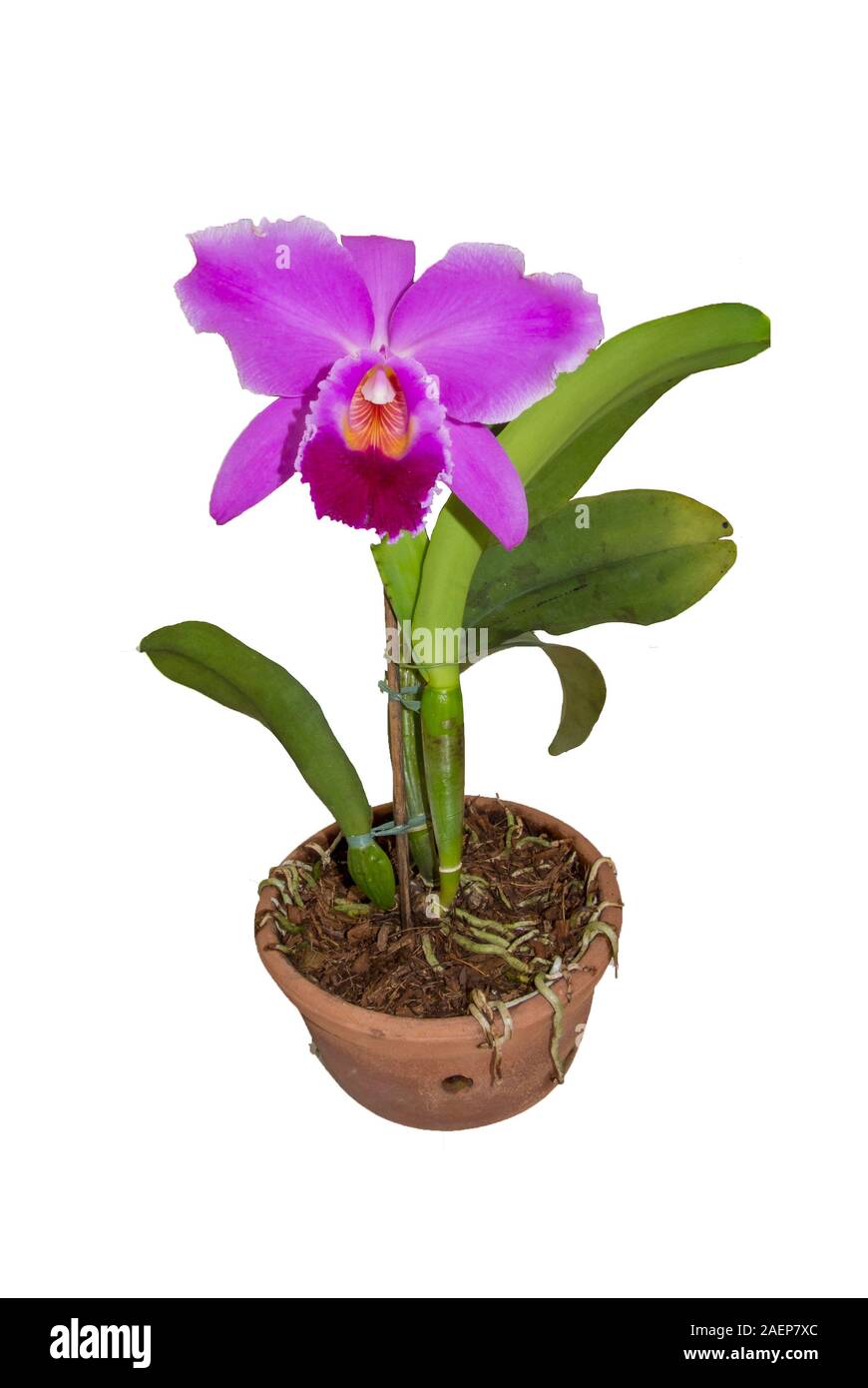 Pink cattleya flower in a pot with white background Stock Photo