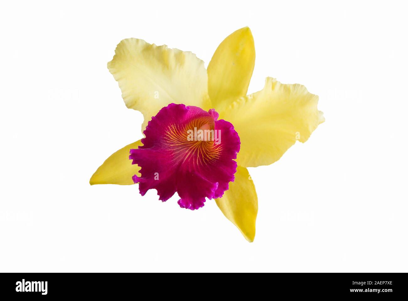 Yellow Cattleya flower Stock Photo