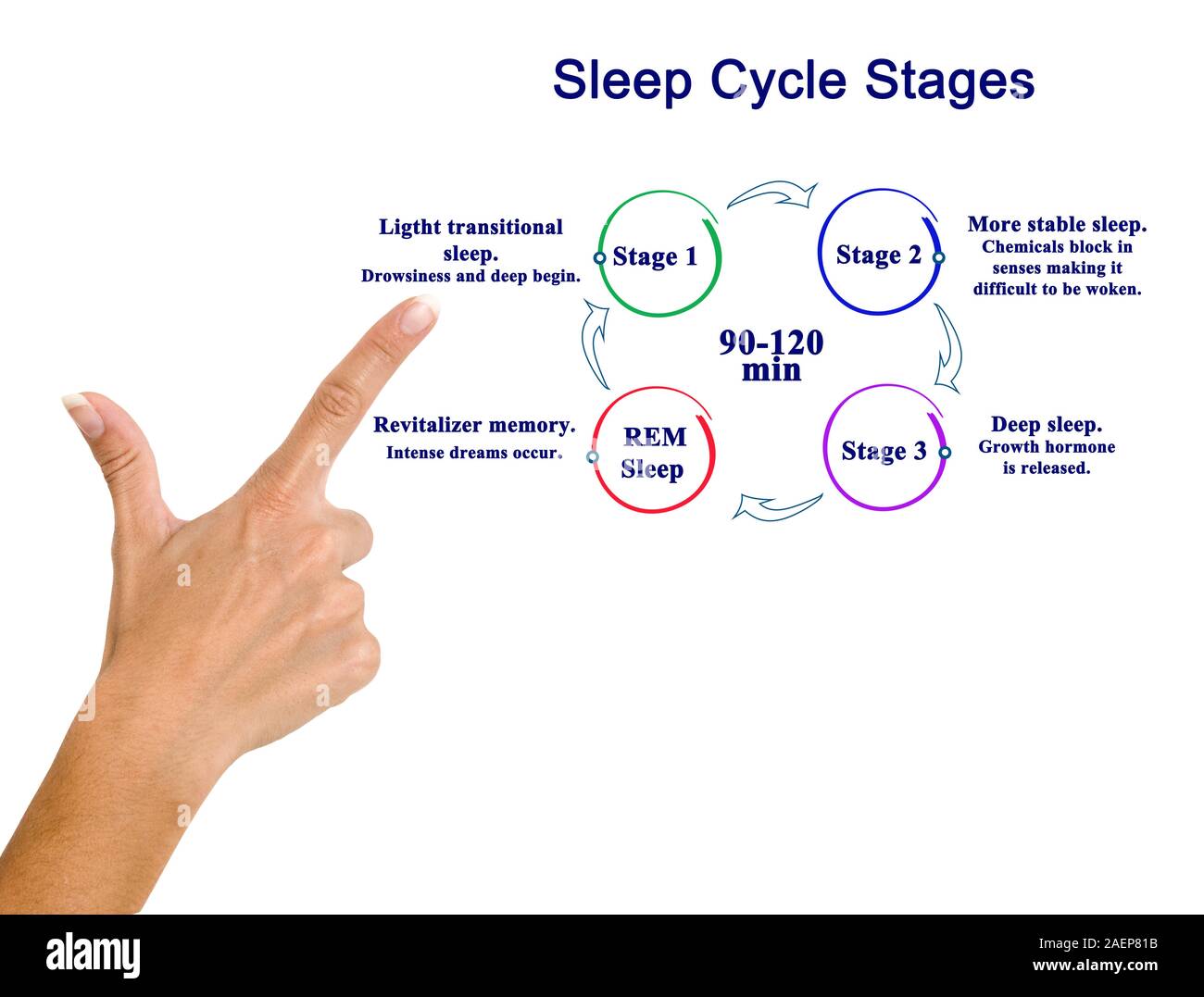 woman presenting Sleep Cycle Stages Stock Photo - Alamy